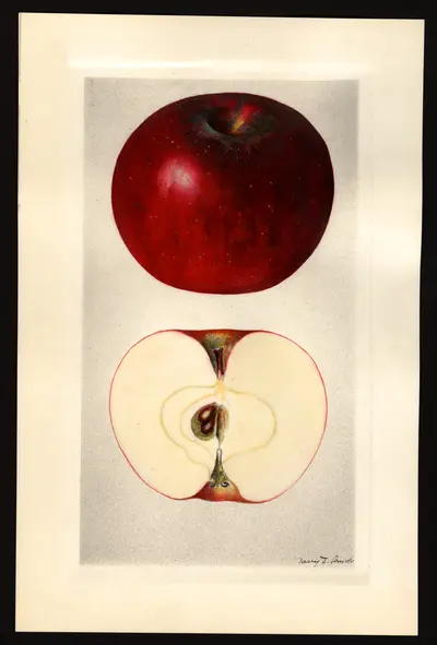 USDA watercolor illustration of Paragon