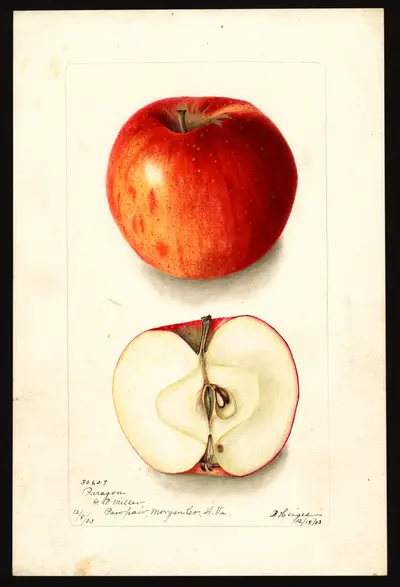 USDA watercolor illustration of Paragon