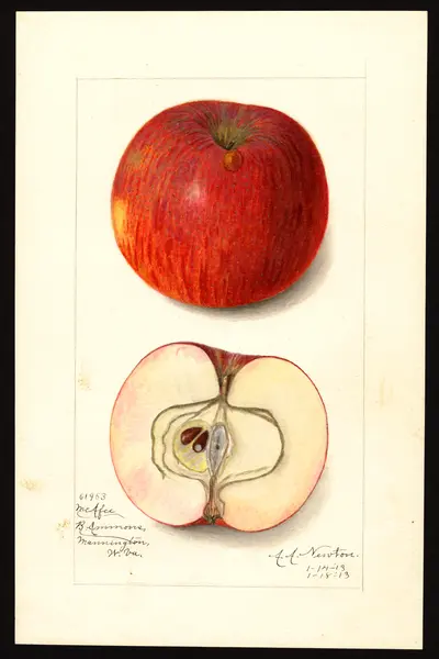 USDA watercolor illustration of McAFEE