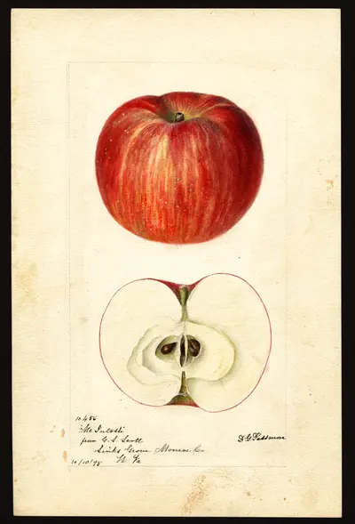 USDA watercolor illustration of McIntosh
