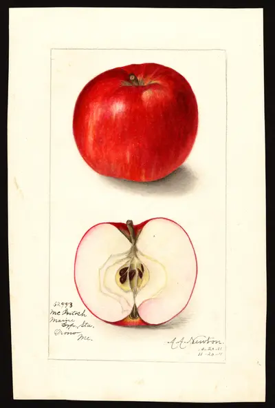 USDA watercolor illustration of McIntosh