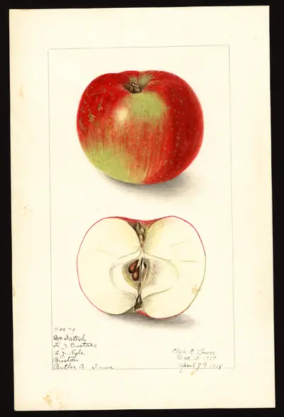 USDA watercolor illustration of McIntosh