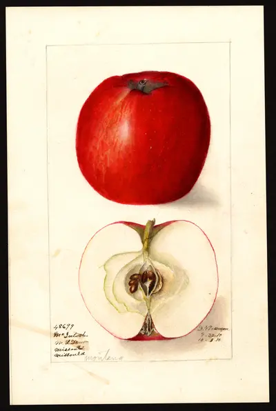 USDA watercolor illustration of McIntosh