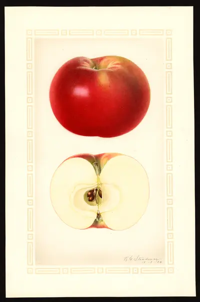 USDA watercolor illustration of McIntosh