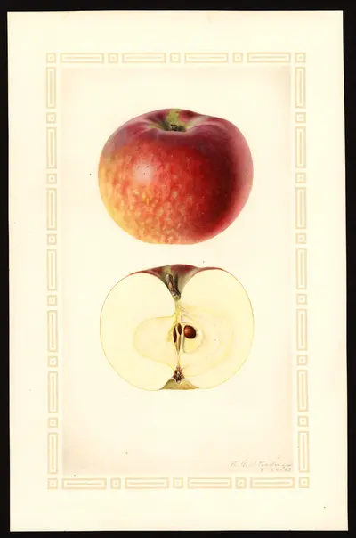 USDA watercolor illustration of McIntosh
