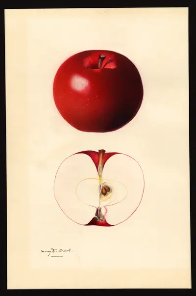 USDA watercolor illustration of McIntosh