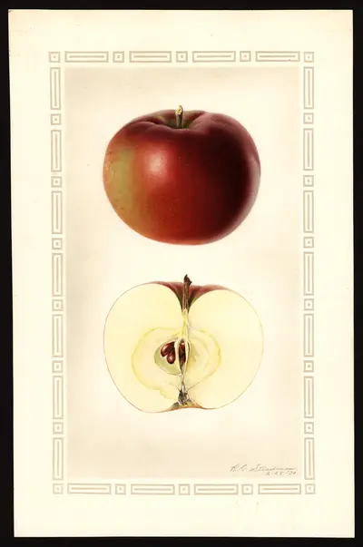 USDA watercolor illustration of McIntosh