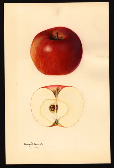 USDA watercolor illustration of McIntosh