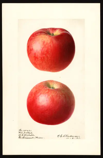 USDA watercolor illustration of McIntosh