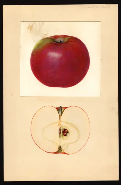 USDA watercolor illustration of McIntosh