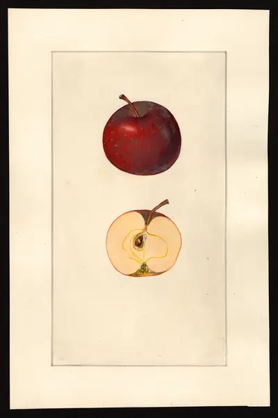 Watercolor of Lyman Prolific