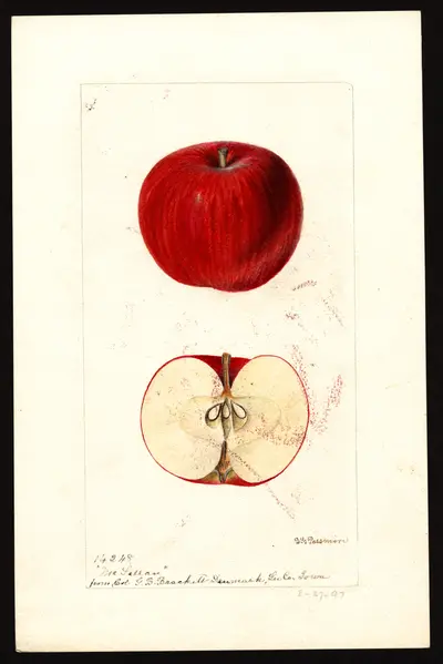 USDA watercolor illustration of McLELLAN