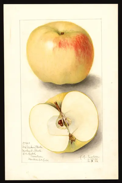 USDA watercolor illustration of McMahon (McMahon White)