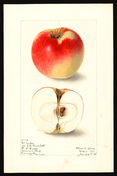 USDA watercolor illustration of McMahon (McMahon White)