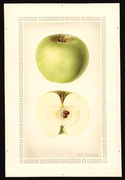 USDA watercolor illustration of McMahon (McMahon White)