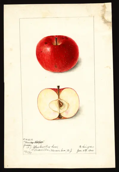 Watercolor of Mead