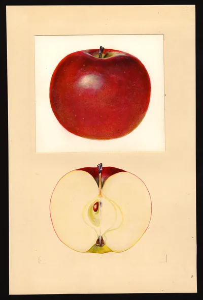 USDA watercolor illustration of Webster