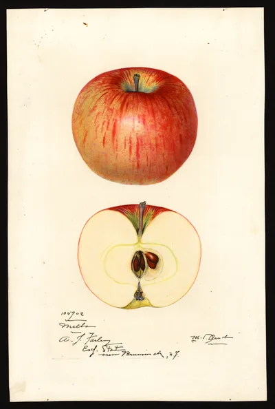 USDA watercolor illustration of Melba†