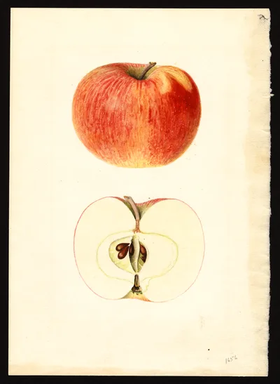 USDA watercolor illustration of Melba†