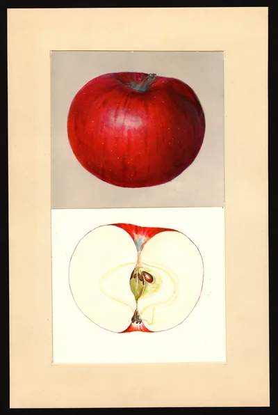 USDA watercolor illustration of Melba†