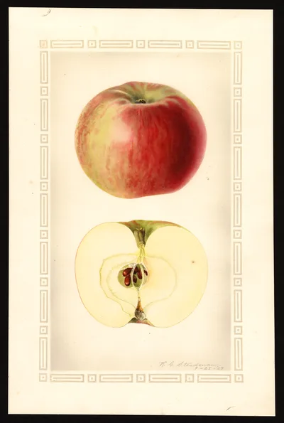 USDA watercolor illustration of Melba†