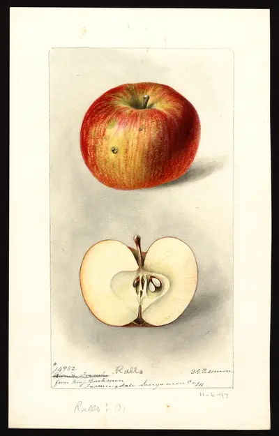 USDA watercolor illustration of Ralls