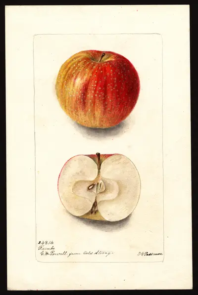 USDA watercolor illustration of Rambo