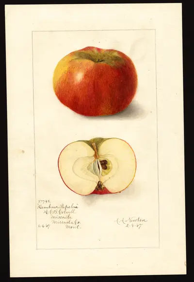 Watercolor of Rambour Papeleu