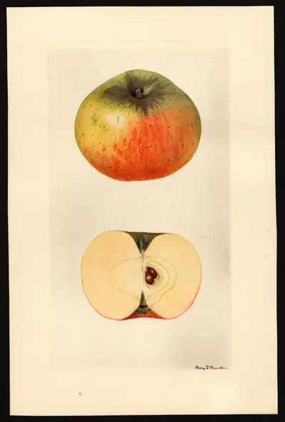 USDA watercolor illustration of Rambour Papeleu