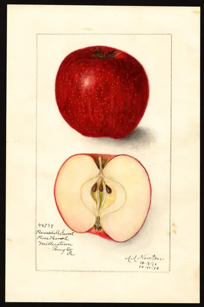 USDA watercolor illustration of Ramsdell Sweet