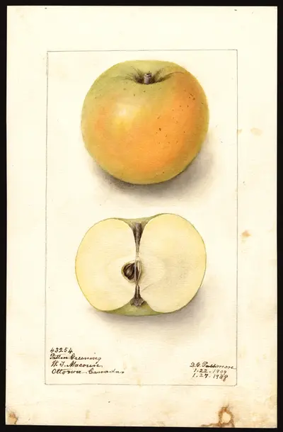 Watercolor of Patten