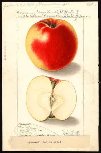 USDA watercolor illustration of Goodland