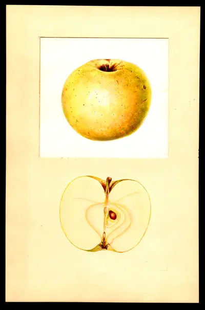 USDA watercolor illustration of Goodland