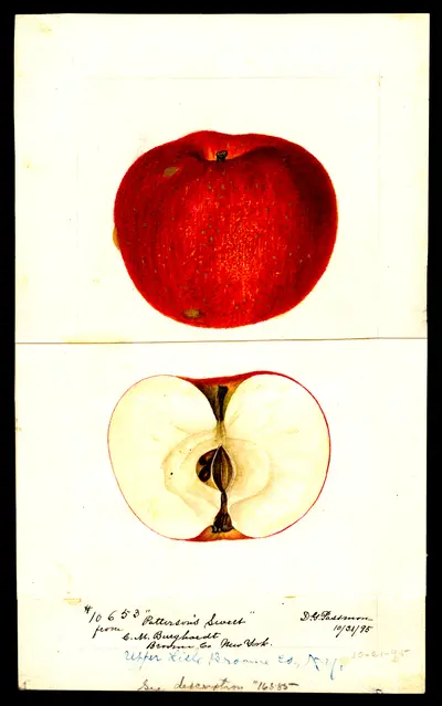 USDA watercolor illustration of Bailey Sweet