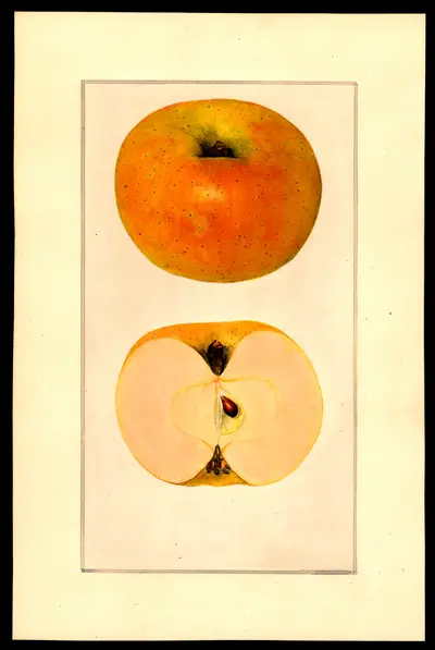 USDA watercolor illustration of Peck's Pleasant