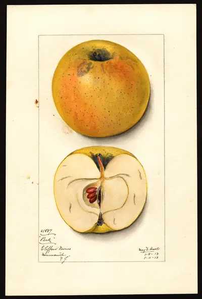 USDA watercolor illustration of Peck's Pleasant