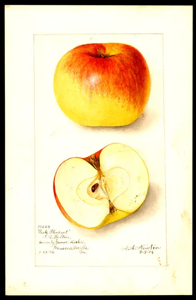 USDA watercolor illustration of Peck's Pleasant