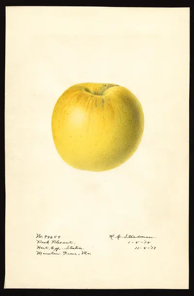 USDA watercolor illustration of Peck's Pleasant