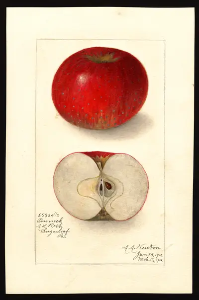 USDA watercolor illustration of Pennock