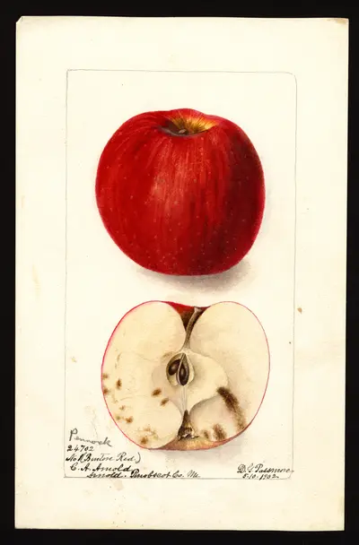 USDA watercolor illustration of Pennock