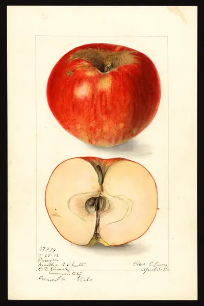 USDA watercolor illustration of Paragon