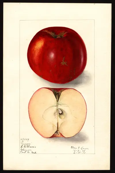 USDA watercolor illustration of Paragon