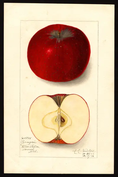 USDA watercolor illustration of Paragon