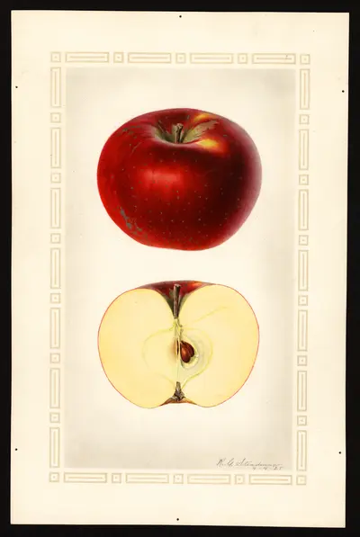 USDA watercolor illustration of Paragon