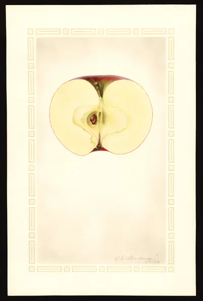 USDA watercolor illustration of Paragon