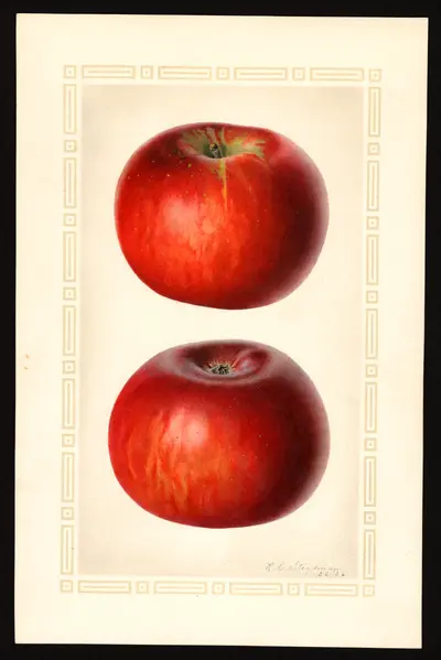USDA watercolor illustration of Paragon