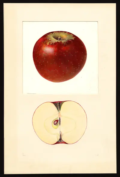 USDA watercolor illustration of Paragon