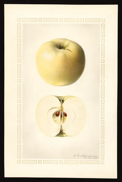 Watercolor of Parry's White