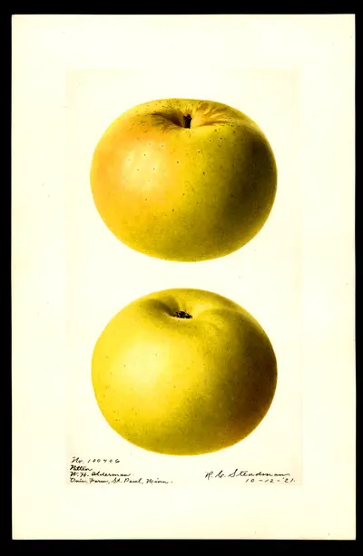 Watercolor of Patten