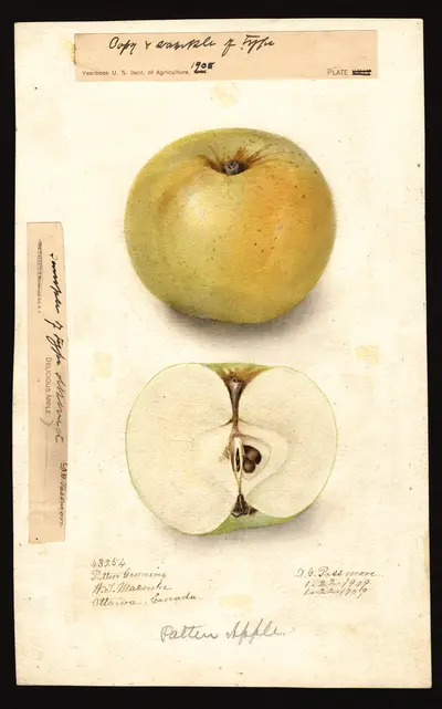 USDA watercolor illustration of Goodland
